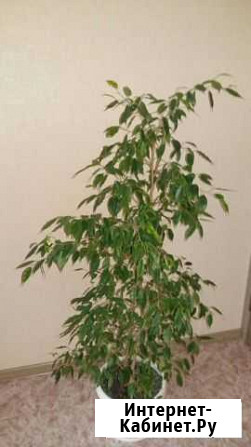 Фикус Воронеж - изображение 1