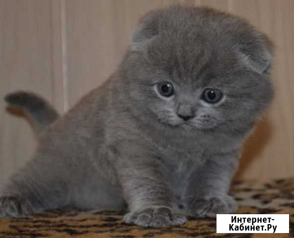 Шотландские котята Архангельск - изображение 1