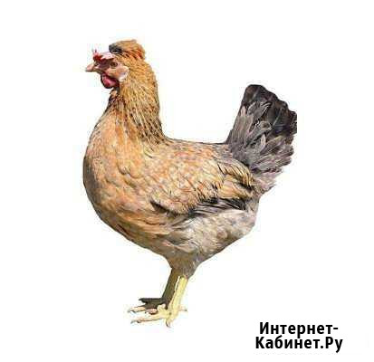 Запись на цыплят и кур Доминант Ярославль - изображение 1