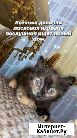 Котята в добрые руки бесплатно черные Таганрог - изображение 1