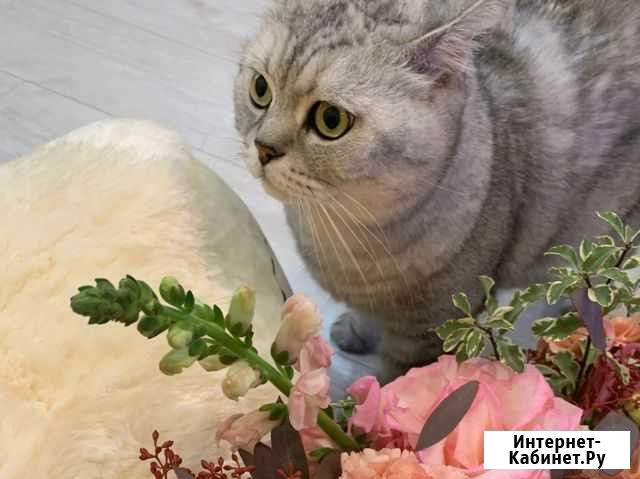 Шотландский кот Белгород - изображение 1