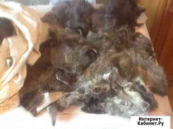 Шкурки меха нутрии Мурманск