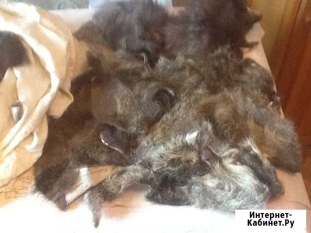 Шкурки меха нутрии Мурманск - изображение 1