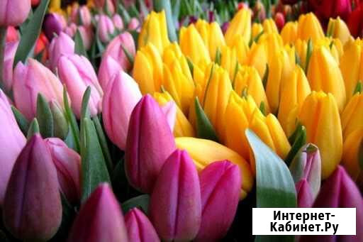 Тюльпаны Северодвинск - изображение 1