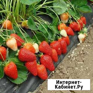 Рассада клубники Альба и Азия Касумкент - изображение 1