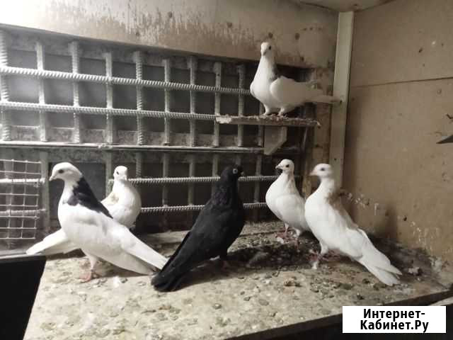 Голуби. Гривуны ижевские, свердловские, Белоголовы Москва - изображение 1