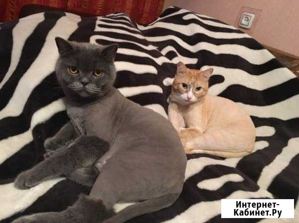 Стрижка кошек с выездом на дом Томск - изображение 1
