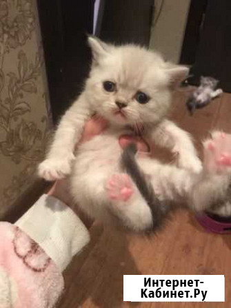 Котята Ярославль - изображение 1