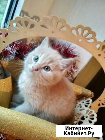 Котёнок-полубританчик Таганрог - изображение 1