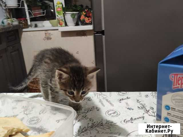 Котята от мамы Мейн-кун Уфа - изображение 1