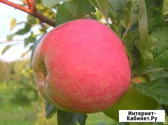 Яблоня мельба. раннее.летний сорт Оренбург - изображение 1