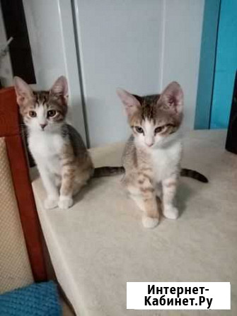 Котята в добрые руки Самара - изображение 1