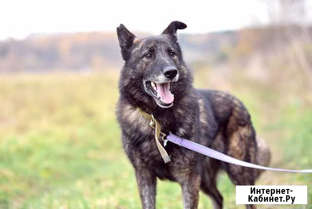 Тигровый пес Дружок ищет своего хозяина Москва - изображение 1