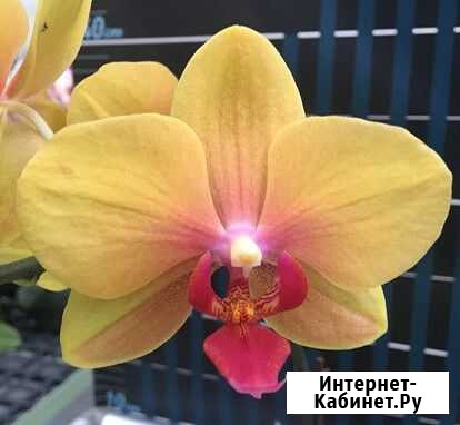 Орхидея фаленопсис Нижний Новгород - изображение 1