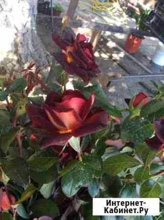 Rosa Невинномысск
