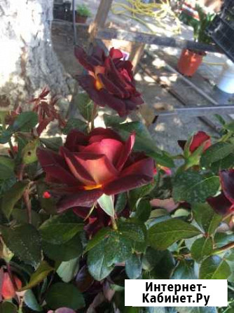 Rosa Невинномысск - изображение 1
