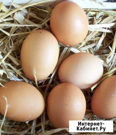 Домашние куриные яйца Усть-Лабинск - изображение 1