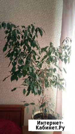 Фикус Воронеж - изображение 1