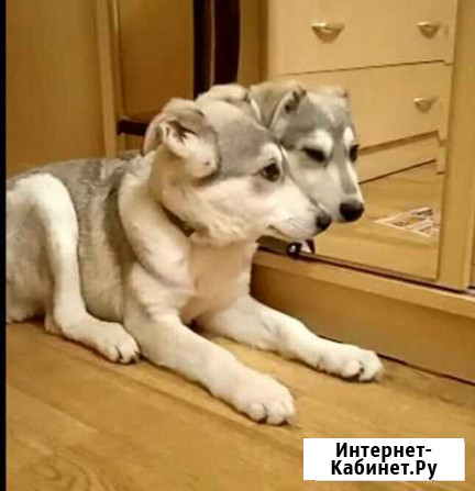 Чудесные щенки Красноярск - изображение 1