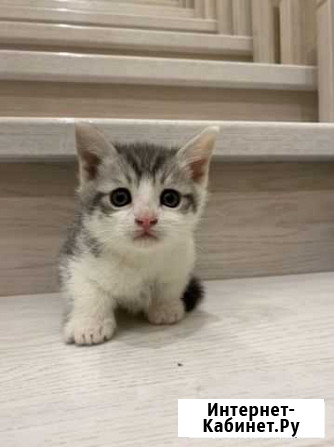 Котята в добрые руки,приучен к лотку Казань - изображение 1