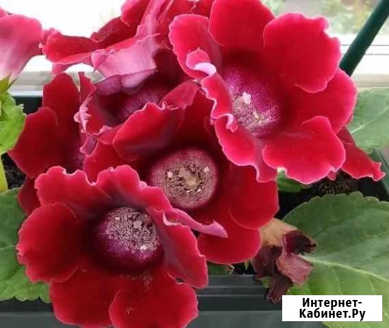 Глоксиния Цветы Барнаул - изображение 1