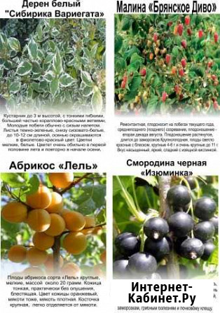 Саженцы Плодовые и хвойные и цветы Плавск - изображение 1
