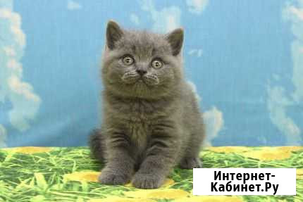 Щекастые котики и кошечки Самара - изображение 1