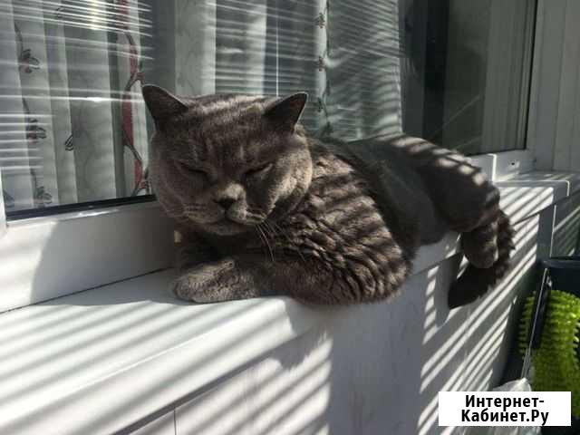 Британская кошка Искитим - изображение 1