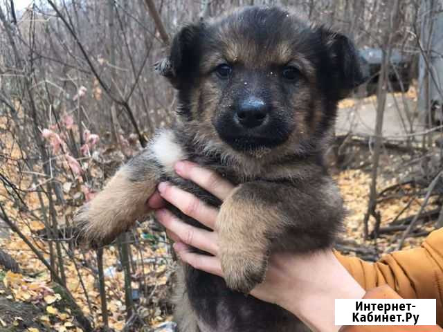 Щенки в добрые руки Казань - изображение 1
