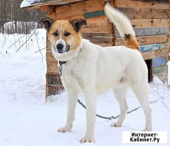 Собака Северодвинск - изображение 1