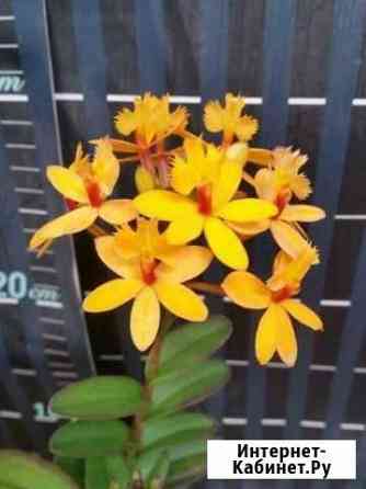 Орхидея Epidendrum Бийск