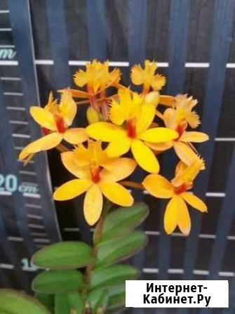 Орхидея Epidendrum Бийск - изображение 1