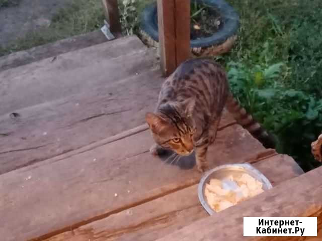 Бенгальская кошка бесплатно Вад - изображение 1