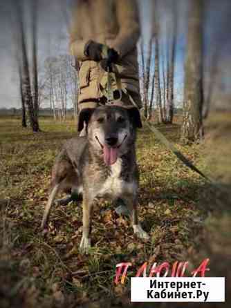 Очень милая маленькая собачка из приюта Москва