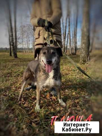 Очень милая маленькая собачка из приюта Москва - изображение 1