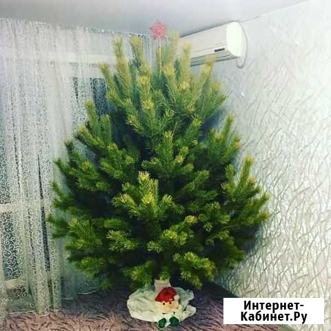 Ёлочки новогодние Хабаровск - изображение 1