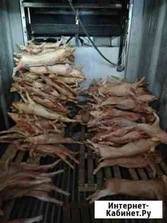 Поросята нестандарт в пищу животным Екатеринбург