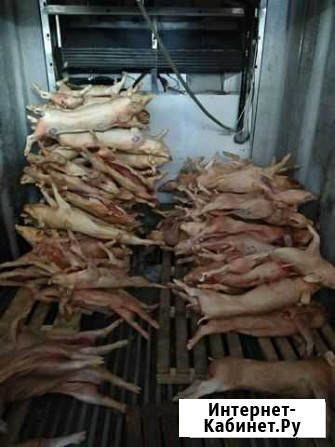 Поросята нестандарт в пищу животным Екатеринбург - изображение 1