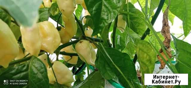 Перец 7 Pot White, семена Смоленская - изображение 1
