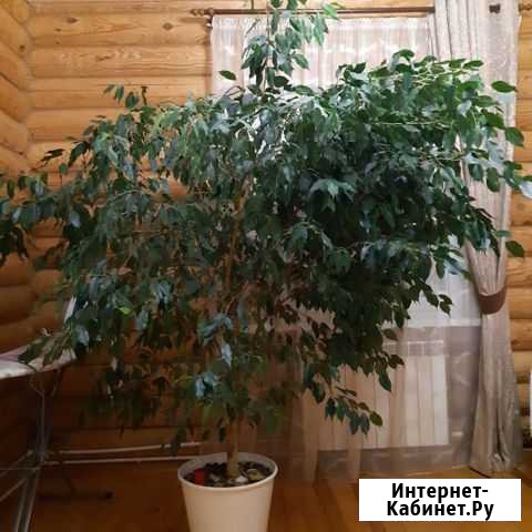 Бенджамина Бавлы - изображение 1