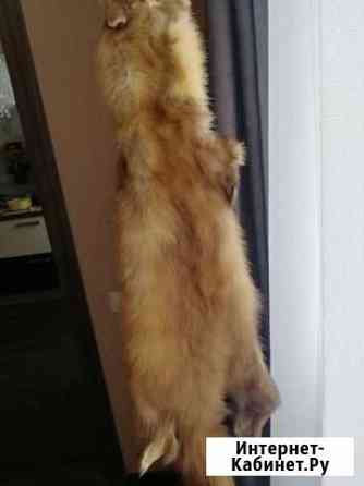 Шкуры куниц 5 шт Барнаул