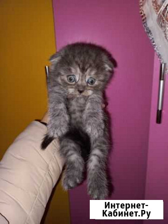 Шотландские котята Казань - изображение 1