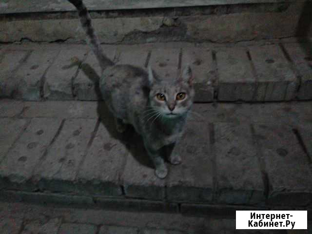 Молодая кошка из подъезда Саратов - изображение 1