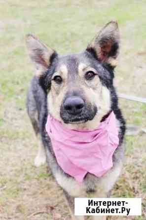 Прекрасная собачка из приюта Москва