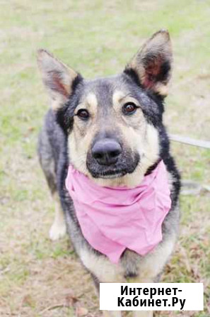 Прекрасная собачка из приюта Москва - изображение 1