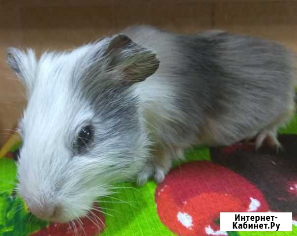 Свиненок морской малыш мальчик Хабаровск - изображение 1