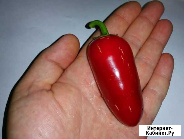 Jalapeno 1 (8.000 SHU) семена острого перца Севастополь - изображение 1