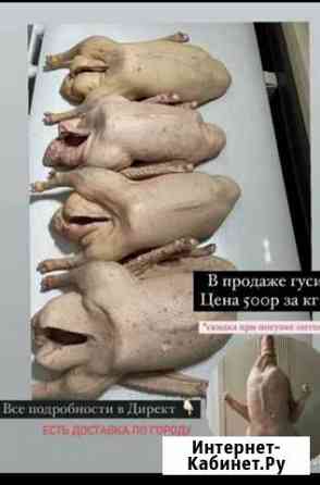 Тушка гуся, живой гусь Набережные Челны