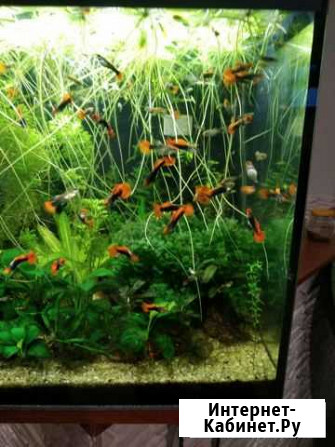 Аквариумные Рыбки Гуппи (Tuxedo Red Koi) Коммунарка - изображение 1