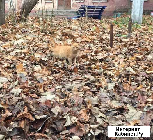 Котенок рыжик Шебекино - изображение 1